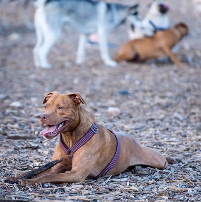 Dog Park at Panther Springs Park photo 1